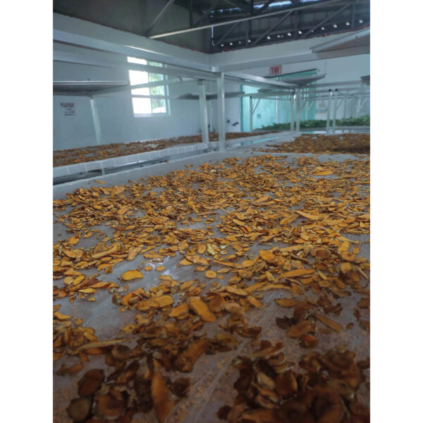 Turmeric Tea pure natural organic locally grown and farm grown - Image 5