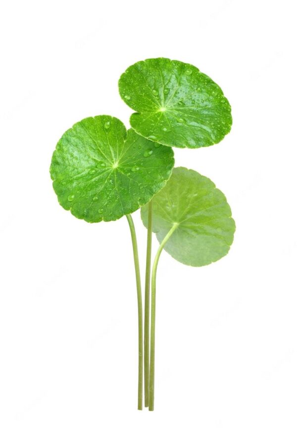 Gotu kola powder 100 grams - Image 2